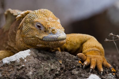 The land iguana sitting on the rocks.