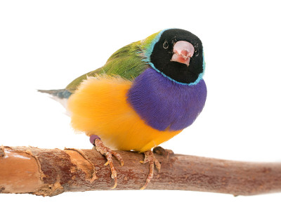 Gouldian雀