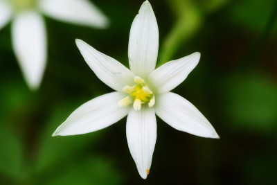 伯利恒花之星