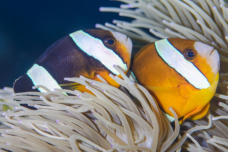 anemonefish