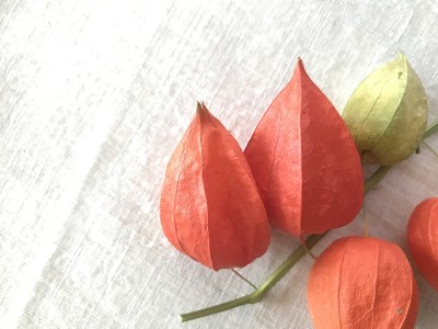 橘黄色的酸浆花