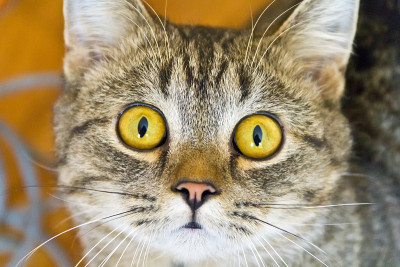 黄色眼睛的猫肖像