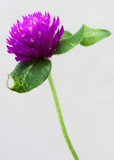 全球苋菜