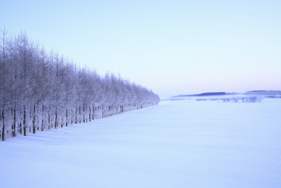 落叶松防风林的雪