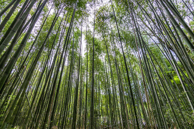 竹林