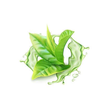 逼真的绿茶枝与水飞溅。矢量图