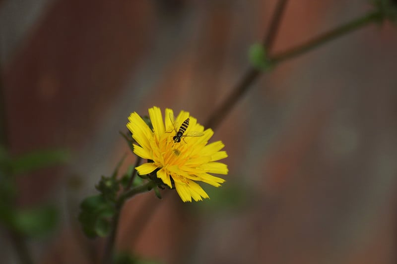 粗糙Hawksbeard