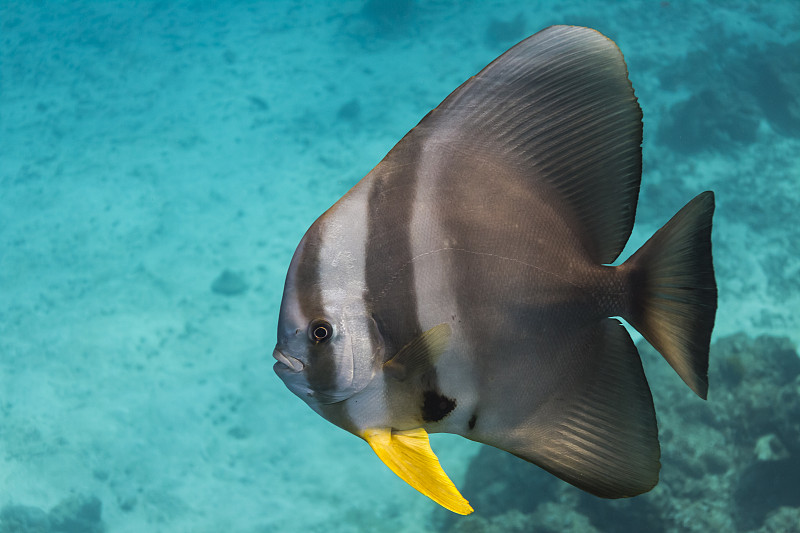 钱包batfish