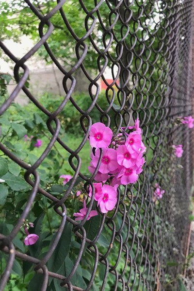 自然总是赢