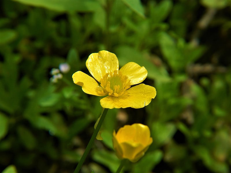 毛茛花盛开