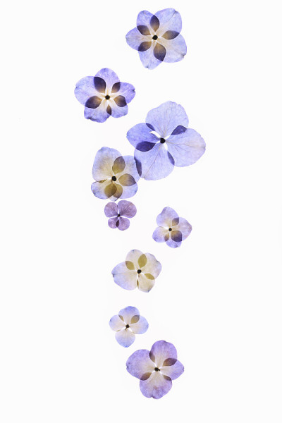 绣球花花