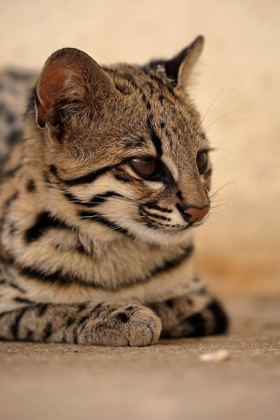 巴西的虎猫或豹猫