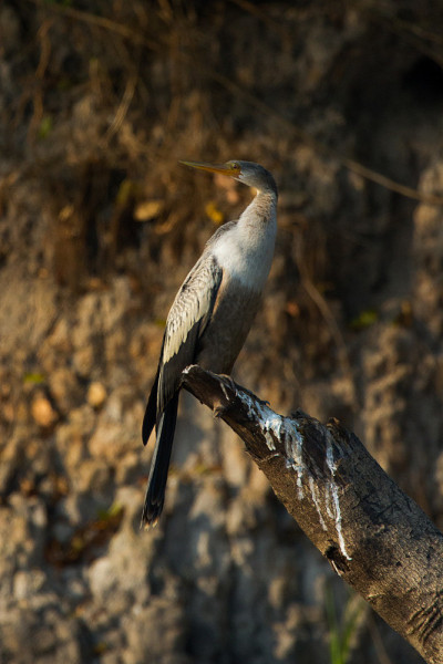 巴西Pantanal - Anhinga
