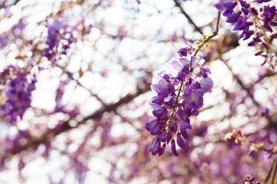 紫藤sinensis