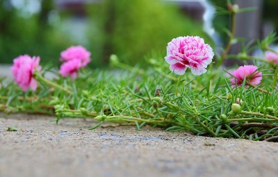 花