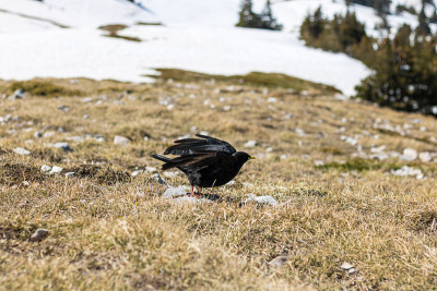 维科尔山脉皮克圣米歇尔的高山丘夫(Pyrrhocorax graculus) (Isère，法国)