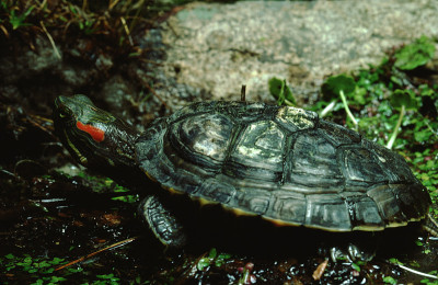 红耳滑龟(Trachemys Scripta Elegans)