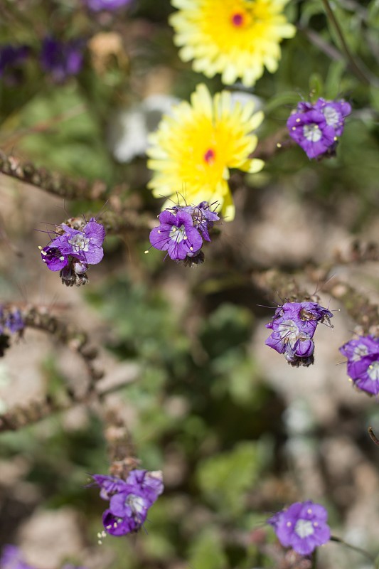 Phacelia crenulata -二十九棕榈- 041120 c