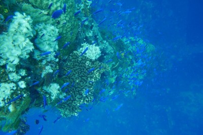 Famous wreck ship Fujikawa maru in Truk lagoon