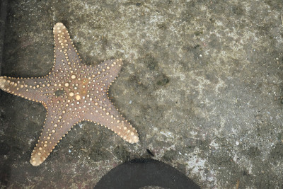 神秘的生物,瓣海星目