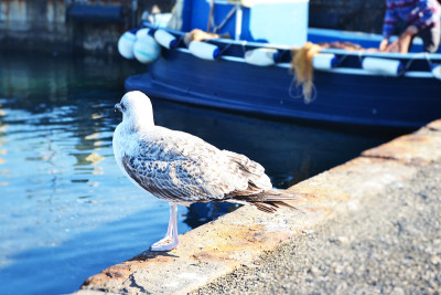 Pozzuoli, gabbiano在cibo的cerca