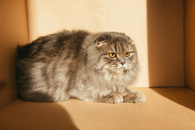 可爱的英国长毛猫在纸板箱与阳光