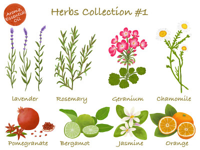 Watercolor illustration: herbs Essential oils