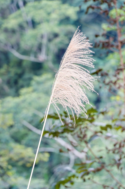 芒草