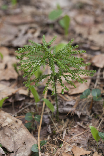 地面松(石松属植物)