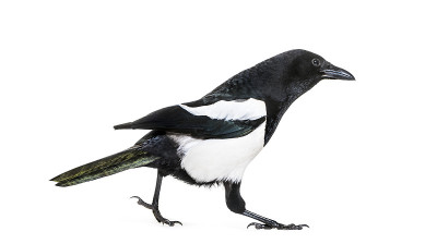 普通喜鹊，异食癖，在白色背景前