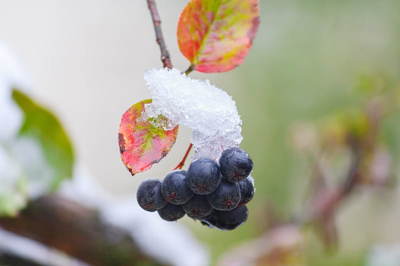 被雪覆盖的树枝上的蓝色浆果