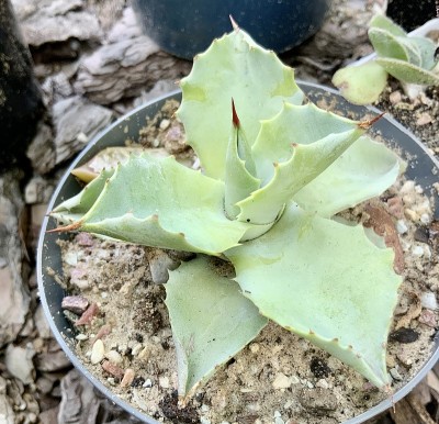 克拉苏拉工厂