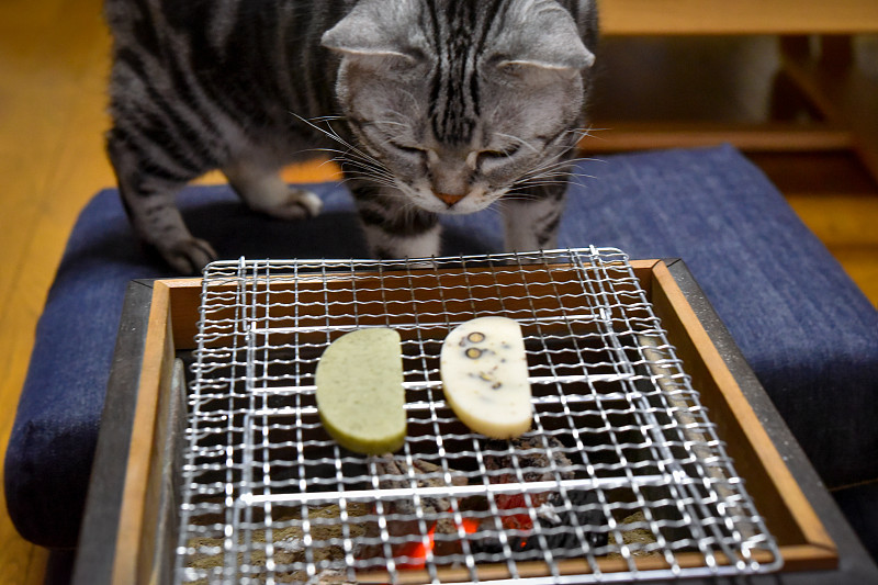 猫咪在等麻糬烤好