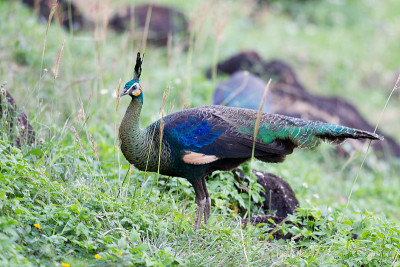 成年雌绿孔雀或爪哇孔雀(Pavo muticus)