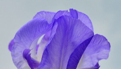 虹膜花