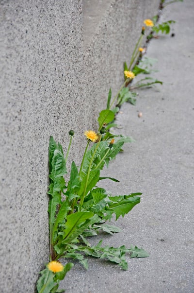 蒲公英的花