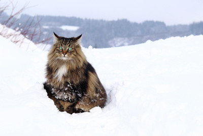 一只挪威森林猫在冬天高雪的户外