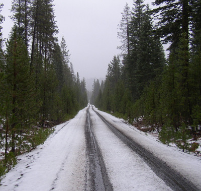 雪,绿树成荫的道路