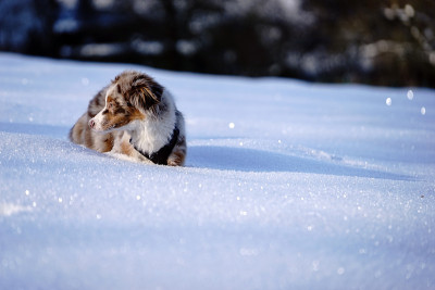 狗狗小狗冬天的雪