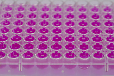 科学家拿着一个96孔板的生物分析样品/研究员移液样品在微孔板生物医学研究