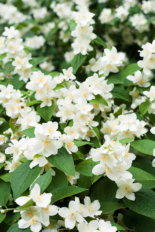 布什茉莉花