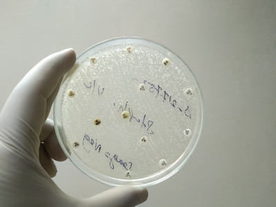 抗细菌的抗生素敏感性试验。显示白色念珠菌在培养皿中的生长情况。