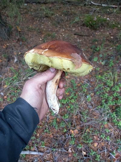 白色的大蘑菇