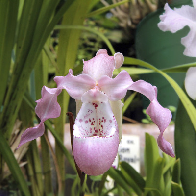 Phragmipedium kovachii boissierianum。近景浅粉色花芦苇属。花头特