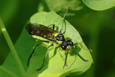 Tenthredo mesomela