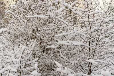 大雪过后树枝丛生