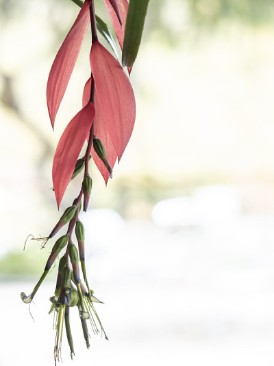挂着花