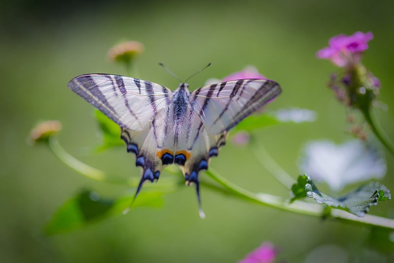 这是罕见的凤尾蝶(Iphiclides podalirius)在粉红色的马缨丹花上的特写。