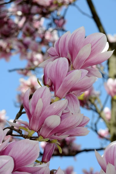 木兰
