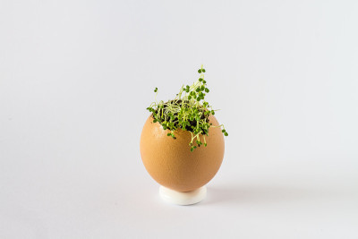 蛋壳里的芽